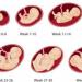 Эмбриональный срок беременности рассчитать